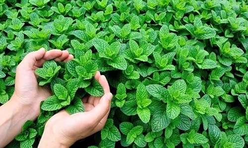 You are currently viewing Shocking Properties of Sacred Basil Leaves